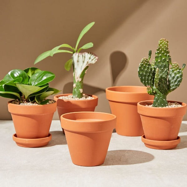 Terracotta Pot - The Eco Kind